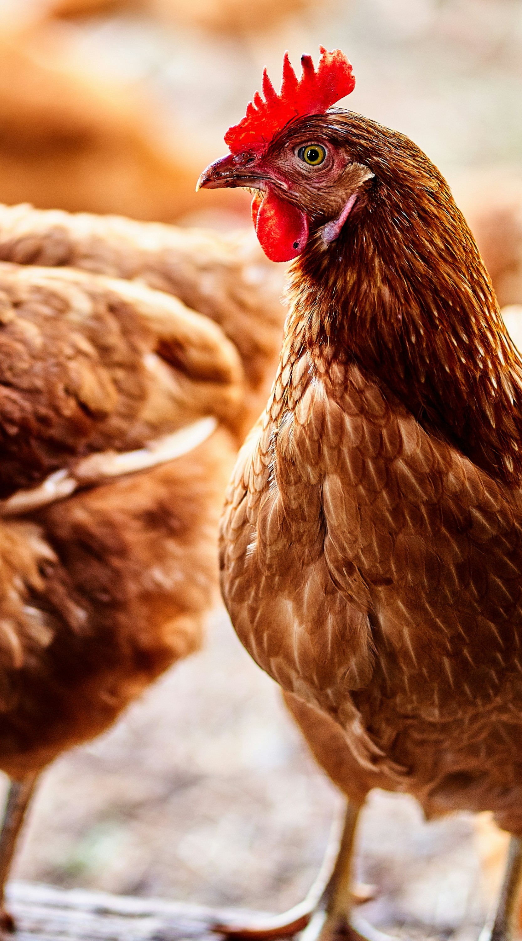 Fotografía de una gallina.
