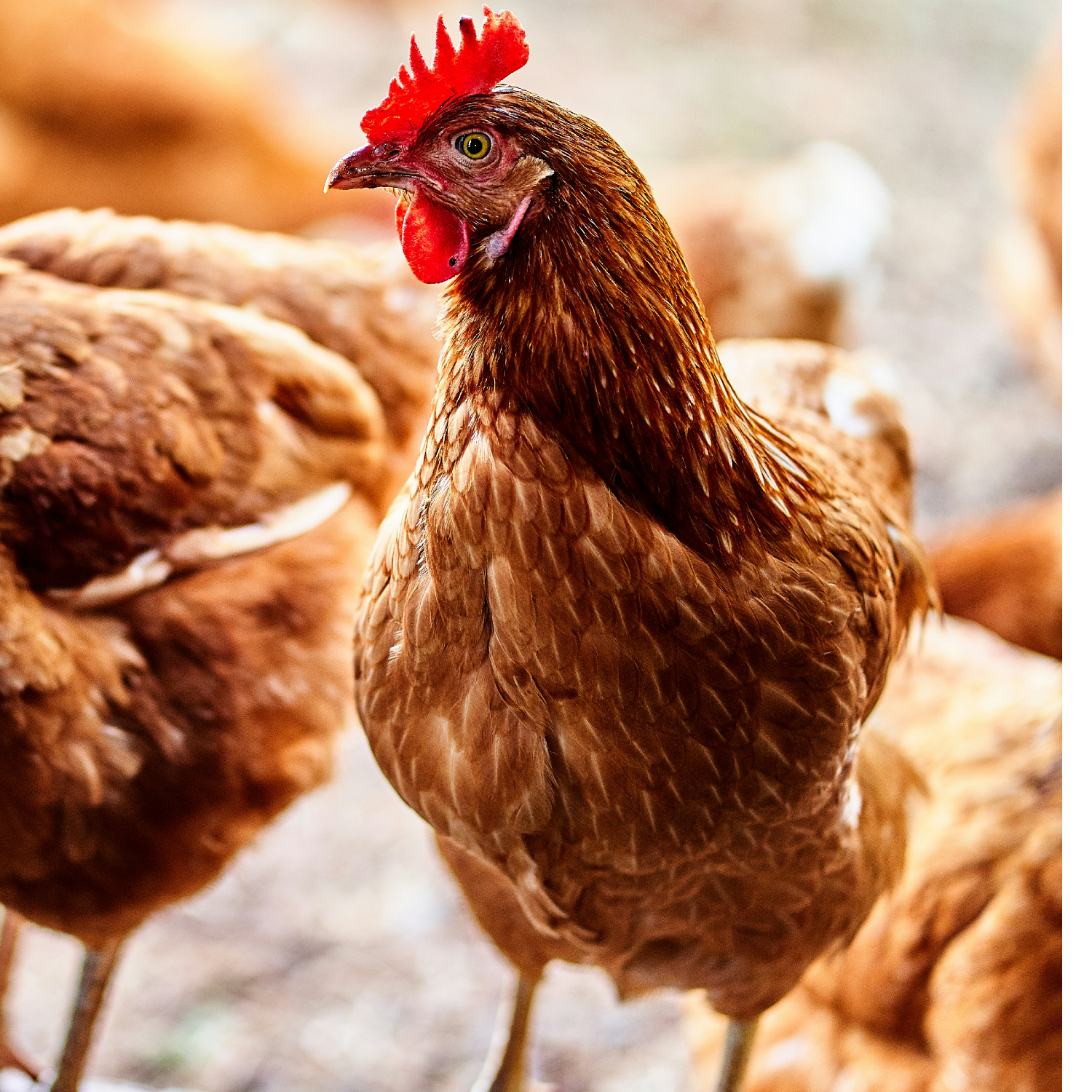 Fotografía de una gallina.