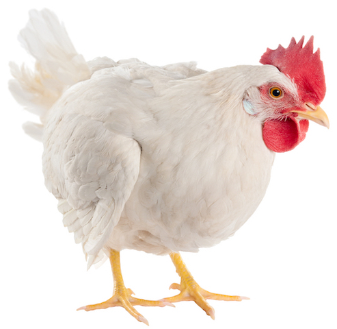 Grupo Anderson's eliminará los huevos de gallina enjaulada