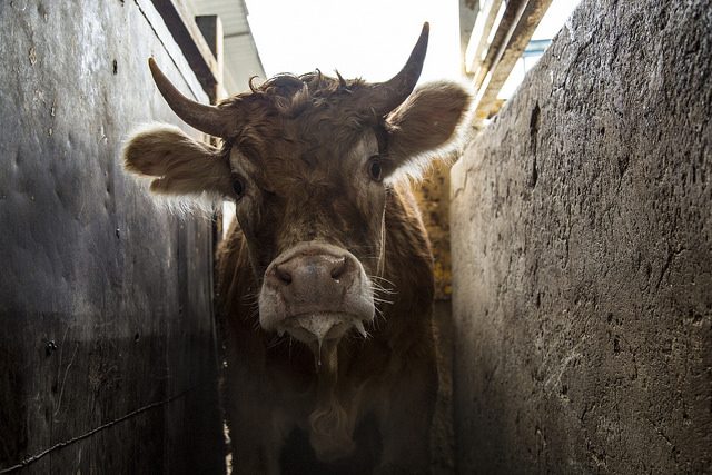 Vaca en el pasillo de un matadero