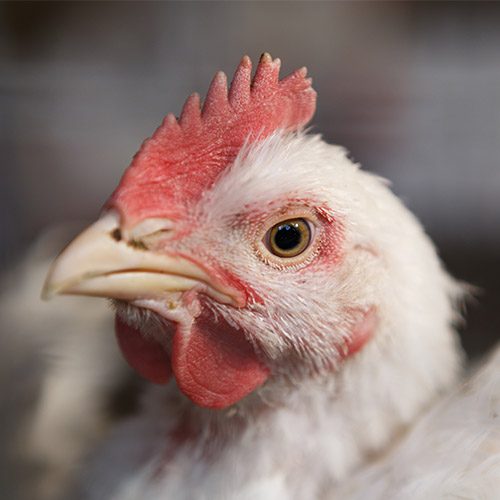 logo Animal Equality