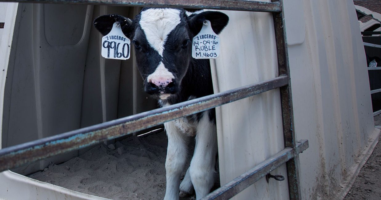 Leche | Igualdad Animal México