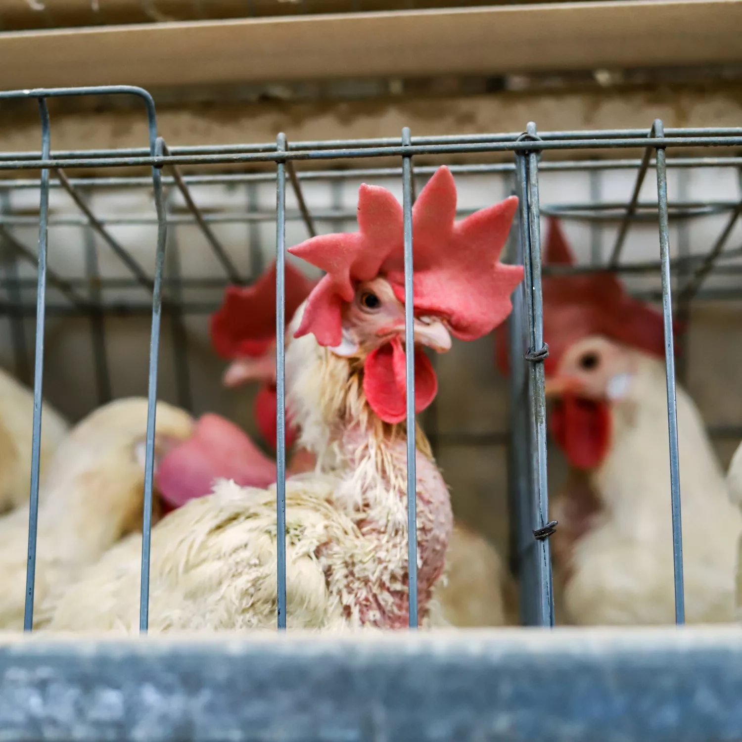 Igualdad Animal extiende campaña #NoMásJaulas a Restaurantes Toks