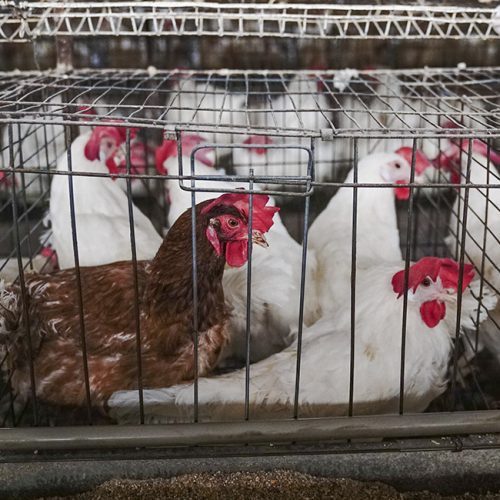 Ayuda a más de 3,000 gallinas firmando la petición para que Café Nader prohíba las jaulas logo Animal Equality