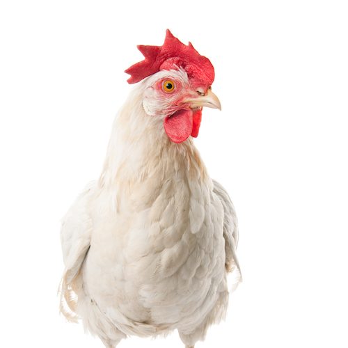 logo Animal Equality