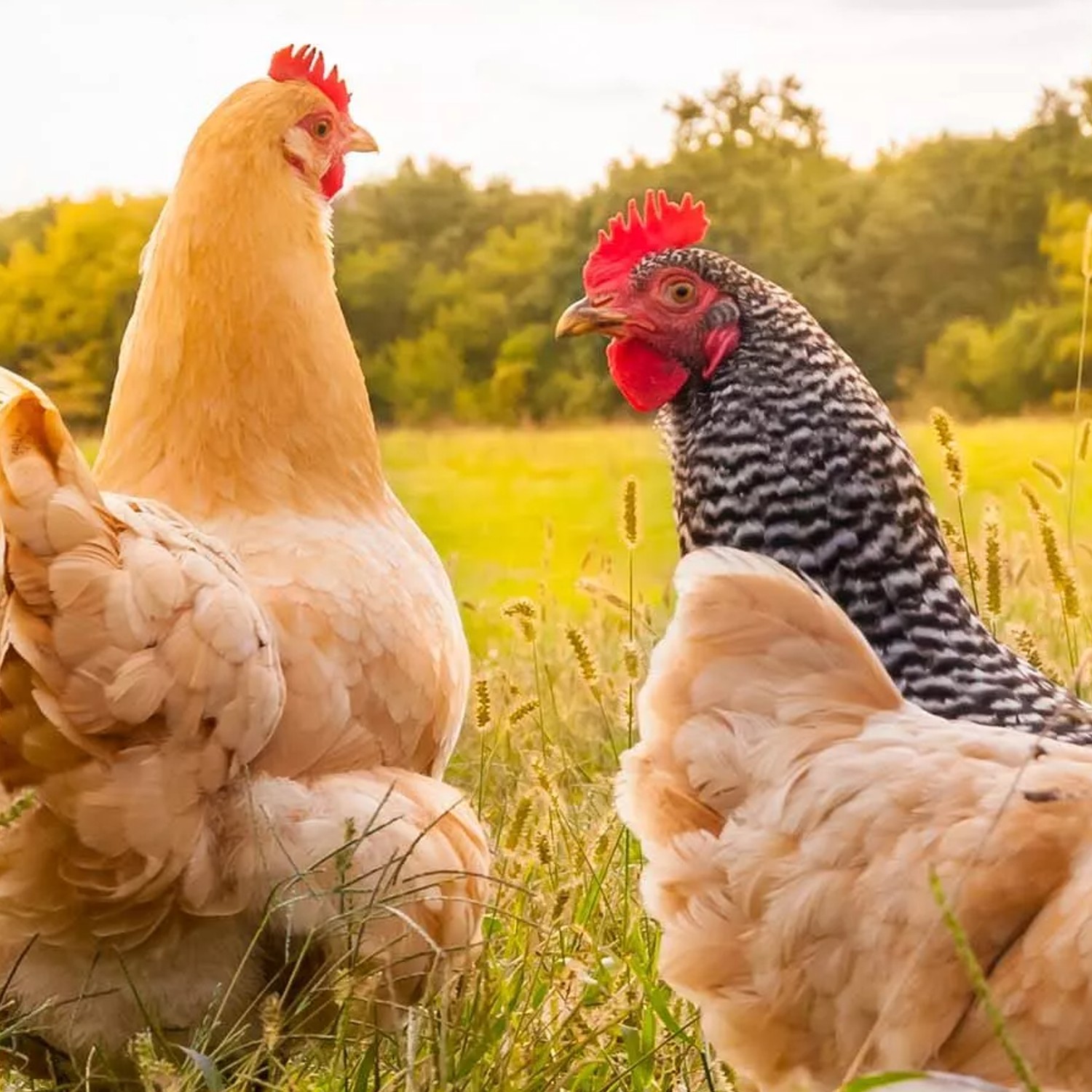 Fotografía que muestra a un grupo de gallinas.