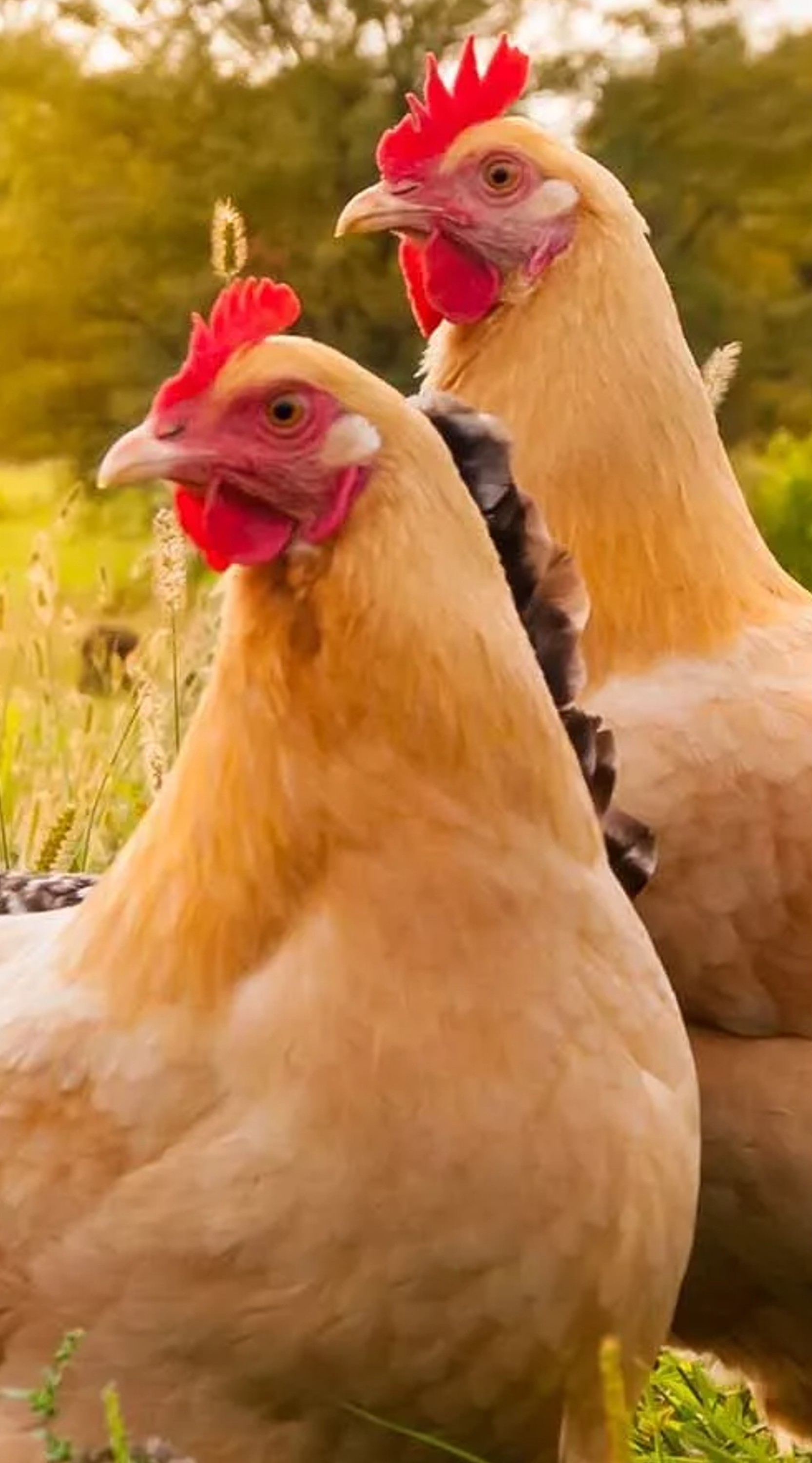 Imagen mostrando dos gallinas.