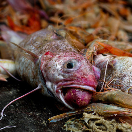 Pesca de arrastre: la lenta agonía de peces en el Mediterráneo
