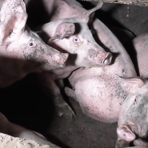 ¡Última hora! Destapamos la violencia y negligencia en una granja de cerdos en Inglaterra logo Animal Equality