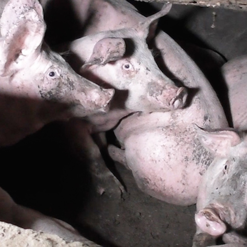 ¡Última hora! Destapamos la violencia y negligencia en una granja de cerdos en Inglaterra