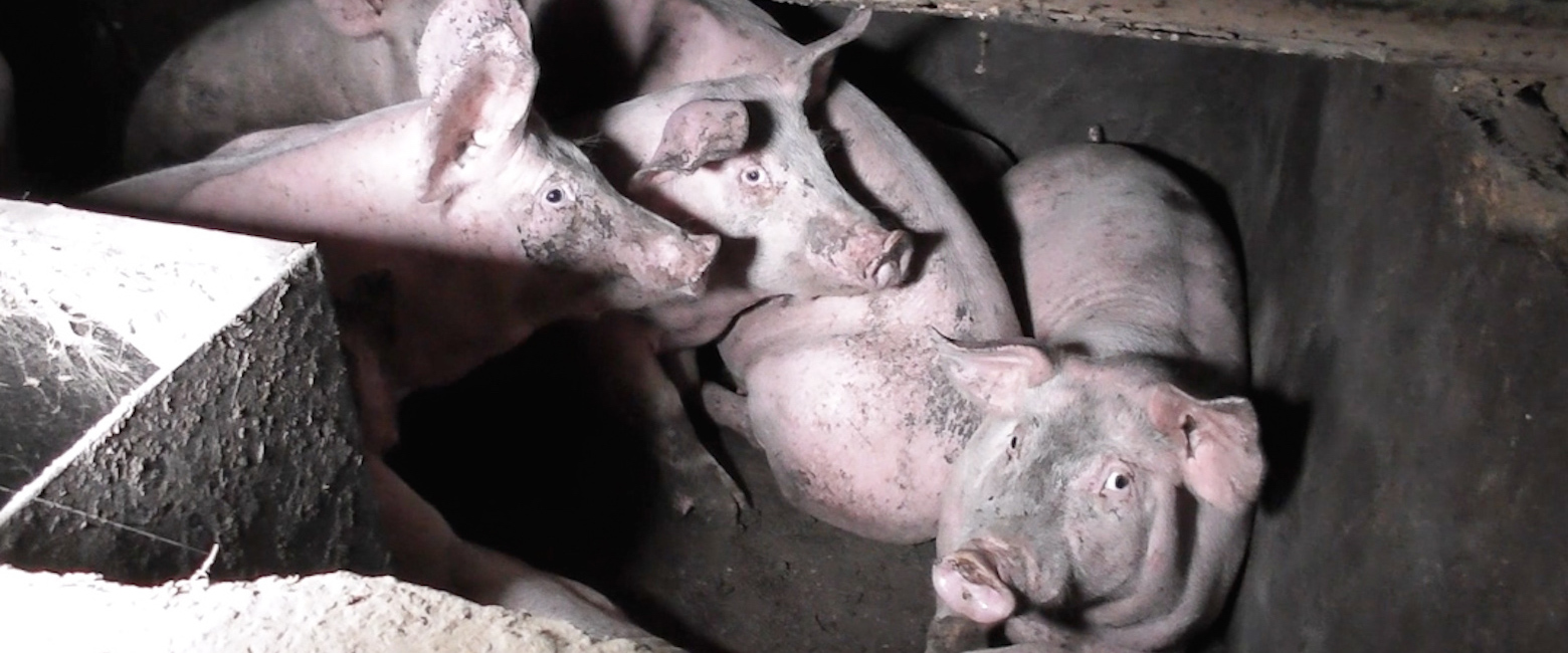 ¡Última hora! Destapamos la violencia y negligencia en una granja de cerdos en Inglaterra