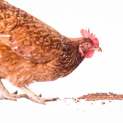 Le pain quotidien libre de jaula