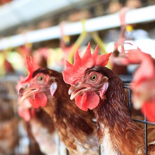 Lanzamos una iniciativa en Italia para poner fin a las jaulas. logo Animal Equality