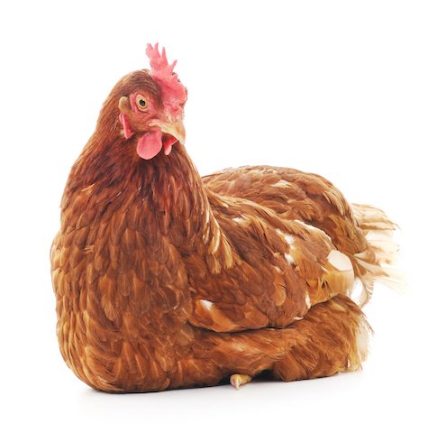 logo Animal Equality
