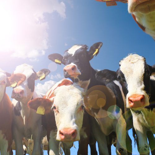Documental de granjero que libró de la muerte a 73 vacas fue premiado logo Animal Equality