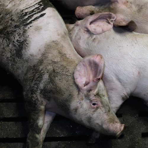Tres trabajadores son acusados por brutal maltrato a cerdos tras nuestra investigación encubierta logo Animal Equality