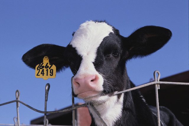 logo Animal Equality