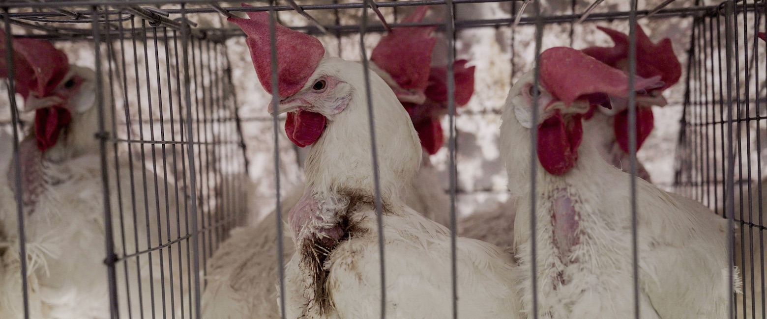 Eugenio Derbez narra nuestra nueva investigación sobre la cruel industria del huevo