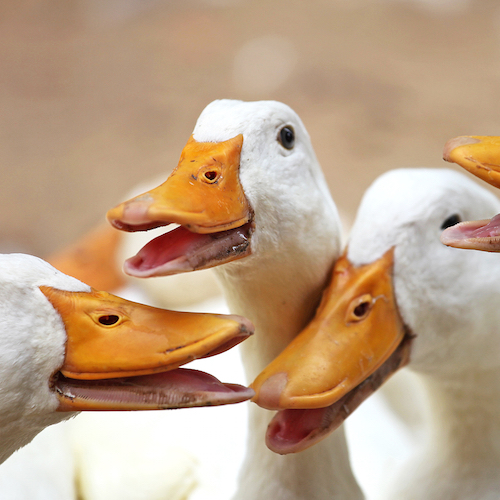 Corte Suprema ratifica la prohibición de foie gras en California