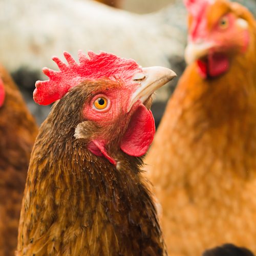 El bienestar animal es prioridad para las empresas logo Animal Equality