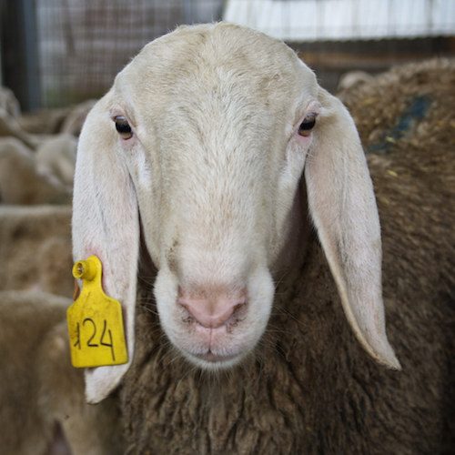 Exigen prohibir la matanza Halal en Reino Unido logo Animal Equality
