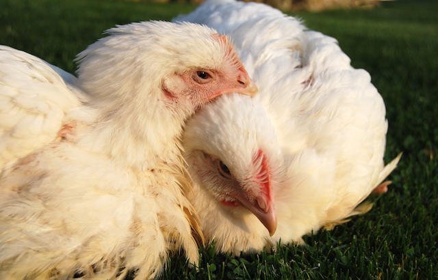 Únicos, sensibles e inteligentes: así son los pollos