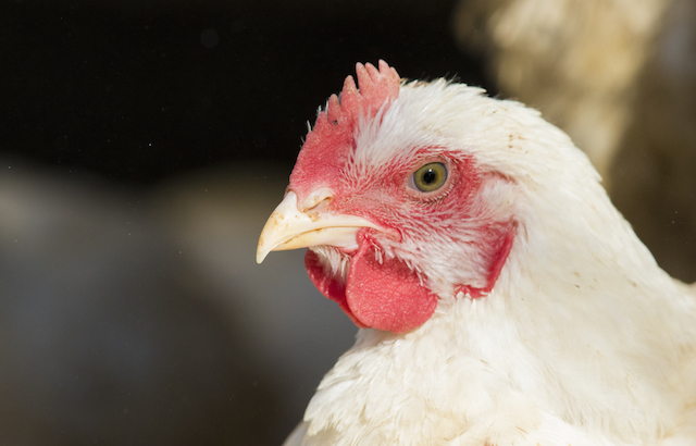 Únicos, sensibles e inteligentes: así son los pollos