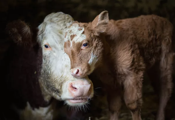 Granjeros y matarifes que ahora defienden a los animales