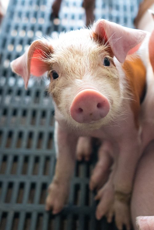 Son testimonios de transformación y del valor que tiene exponer la realidad que viven los animales. logo Animal Equality