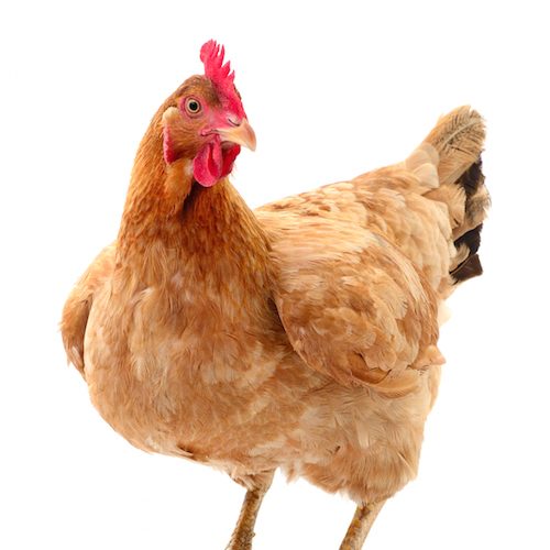 PremierPet® es la primera en su estilo en Latinoamérica en anunciar públicamente su compromiso de eliminar las jaulas al 100% de su cadena de suministro de huevo para 2025. logo Animal Equality