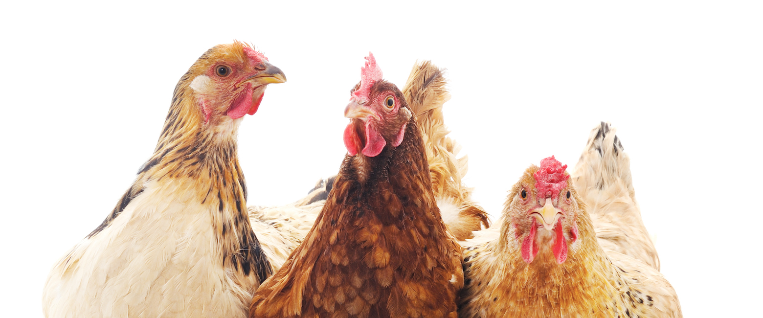 Walmart Brasil dejará de vender huevos de gallinas enjauladas