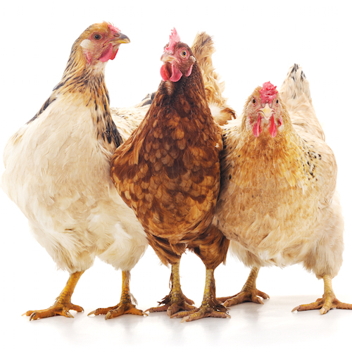 Walmart Brasil dejará de vender huevos de gallinas enjauladas