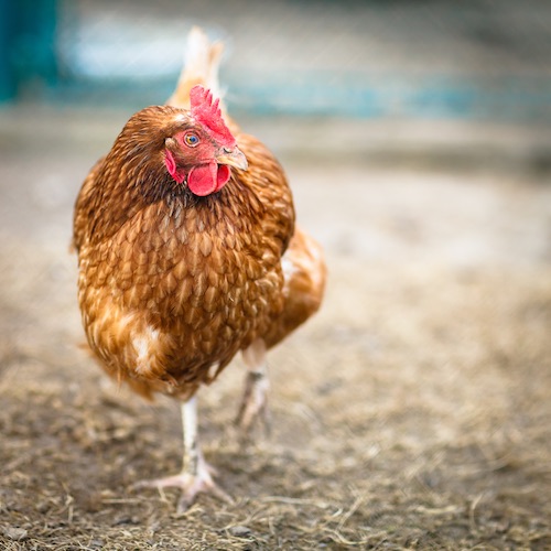 Gallina caminando libre
