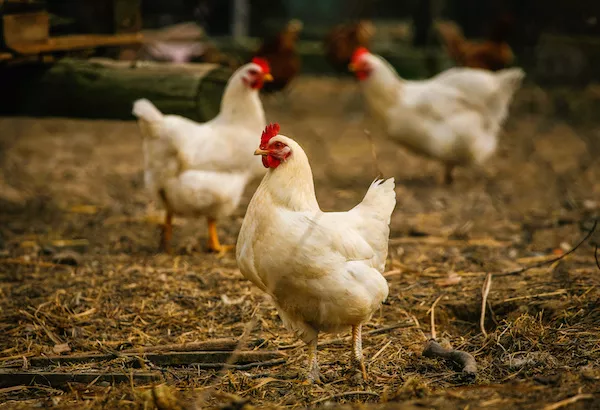 5 cosas sorprendentes que no imaginabas de los pollos