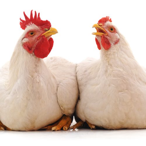 Pastelería Alcázar se ha sumado a la tendencia global para eliminar las jaulas en la industria del huevo. logo Animal Equality