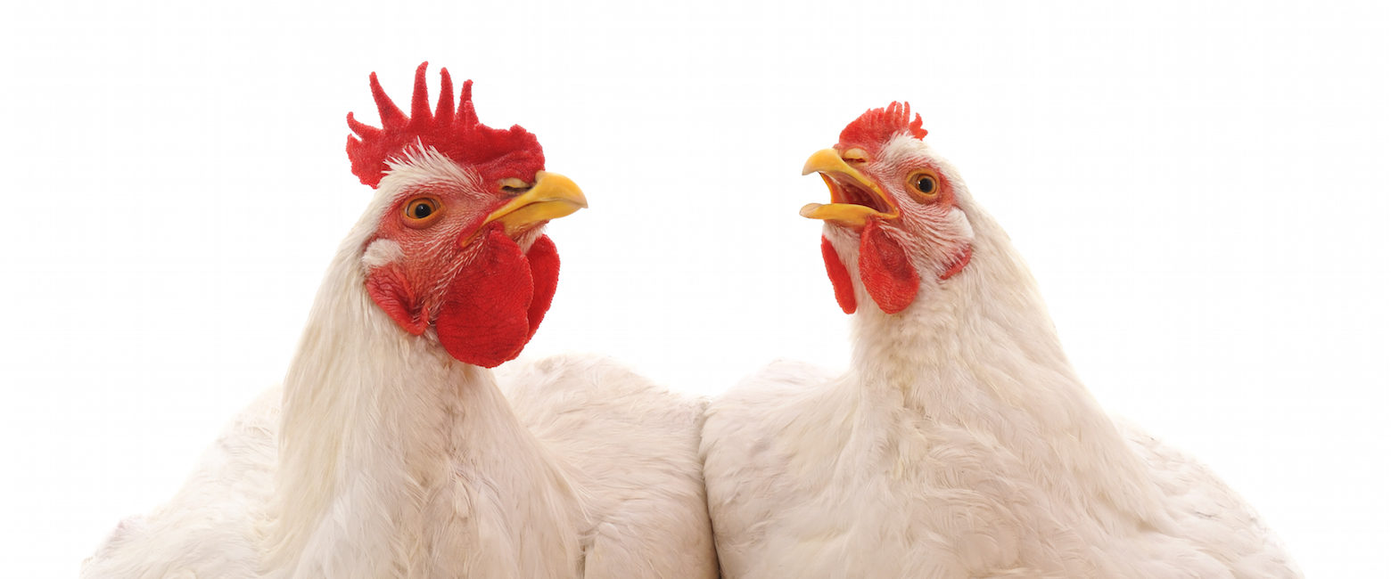 5 cosas sorprendentes que no imaginabas de los pollos