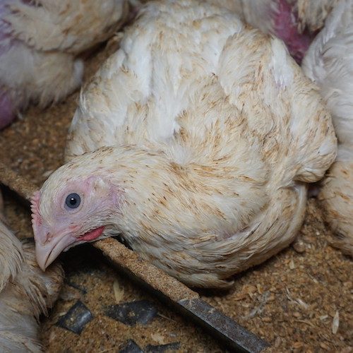 El sufrimiento extremo, abusos y canibalismo han quedo al descubierto en las granjas de pollos británicas que suministran a Nando's, Lidl y Asda.
logo Animal Equality