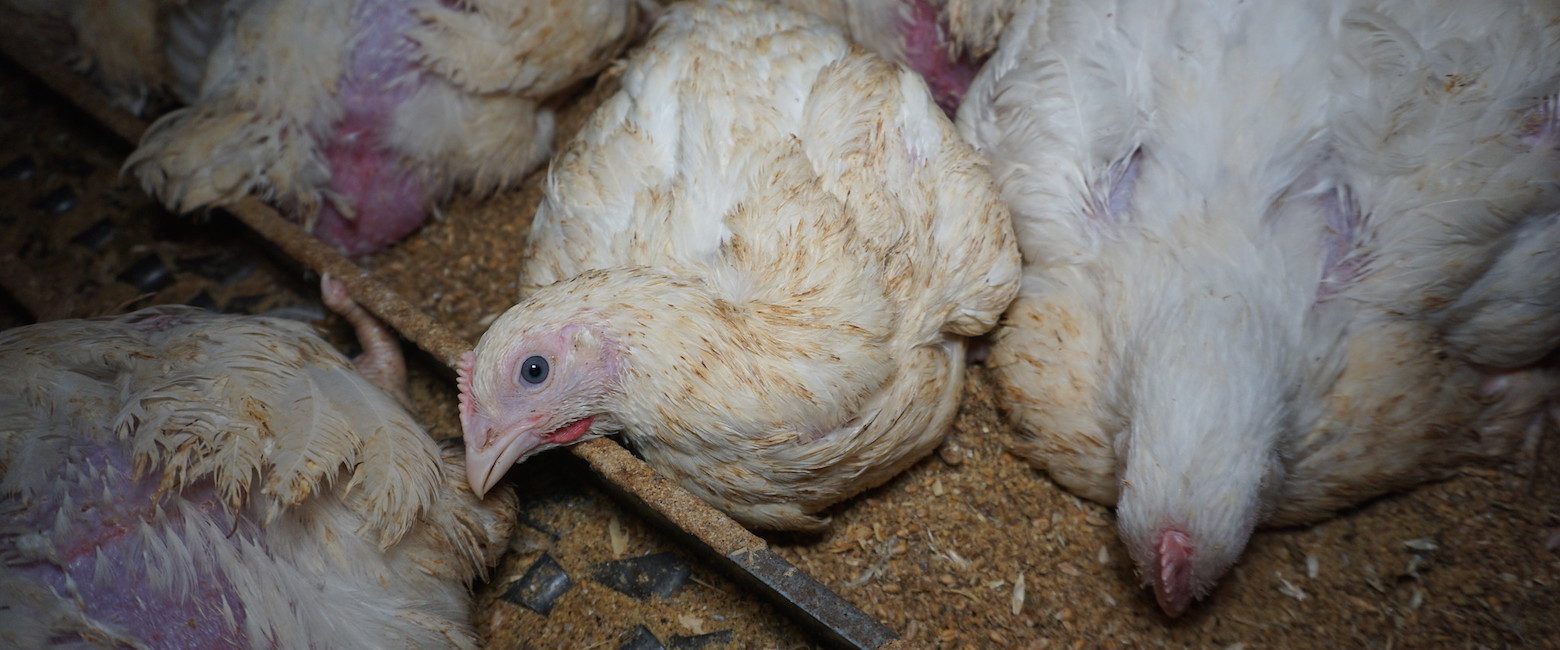 El sufrimiento extremo, abusos y canibalismo han quedo al descubierto en las granjas de pollos británicas que suministran a Nando's, Lidl y Asda. ¡Al descubierto! El horror de las granjas de pollo en Reino Uhnido