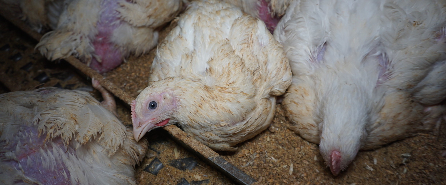 ¡Al descubierto! El horror de las granjas de pollo en Reino Uhnido