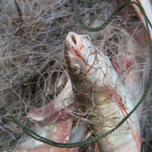 5 motivos por los cuales la pesca es extrema crueldad