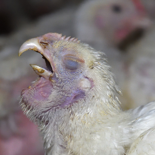 Extremo sufrimiento en granjas de pollos