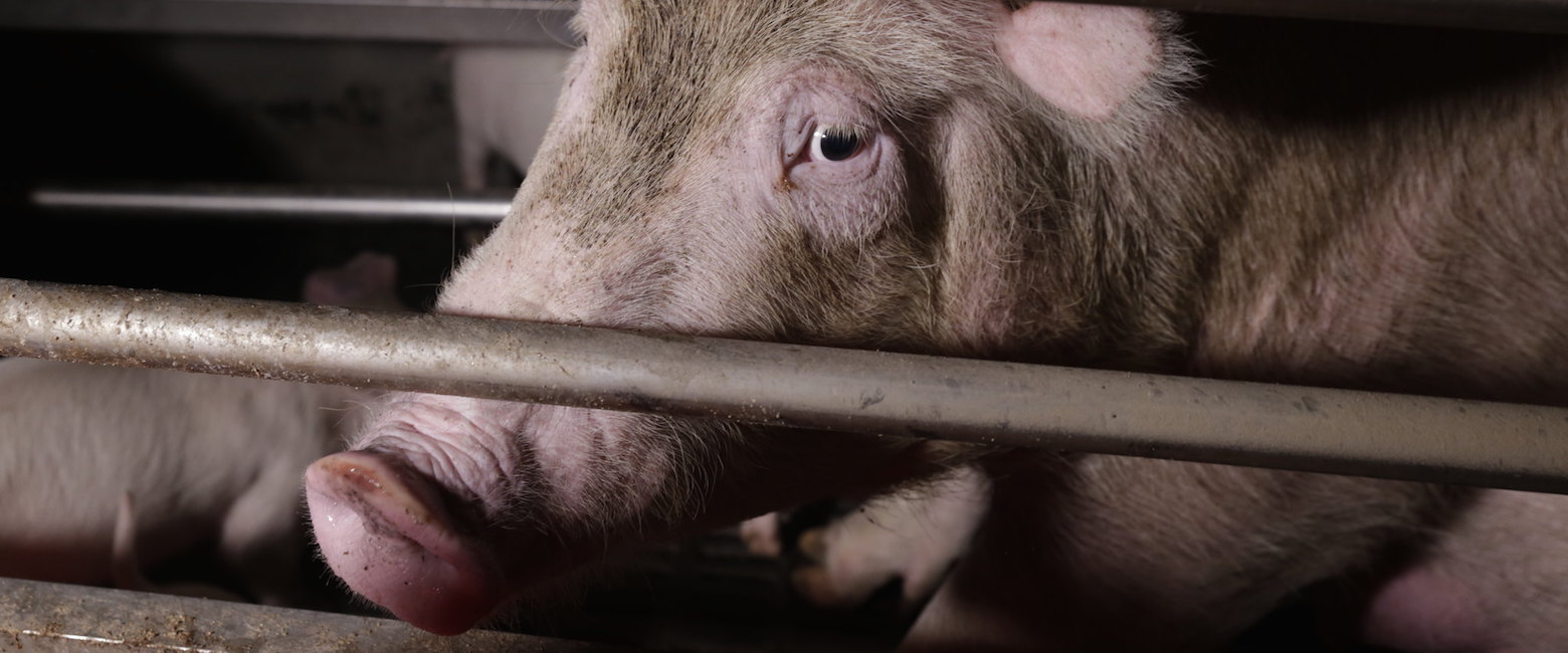 Terribles condiciones en granjas de cerdos italiana