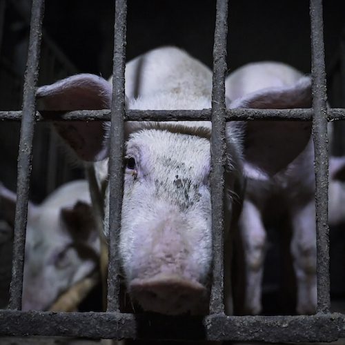 Las terribles condiciones en que estos animales son obligados a vivir son inaceptables y peligrosas también para los consumidores. logo Animal Equality