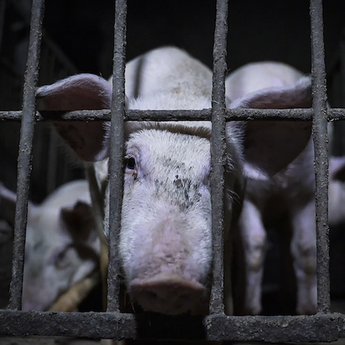 Terribles condiciones en granja de cerdos italiana