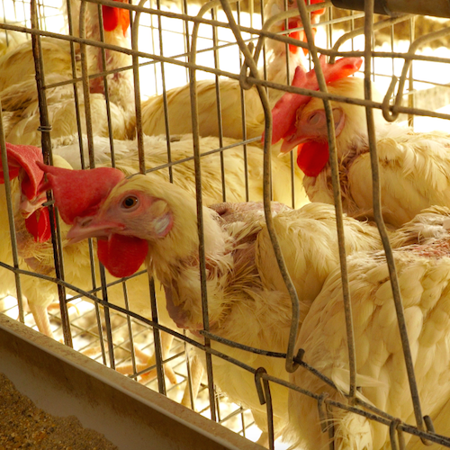 Nuestro equipo de investigación destapó nuevamente la brutal crueldad del sistema de cría en jaulas que hace sufrir a millones de gallinas en India.
logo Animal Equality