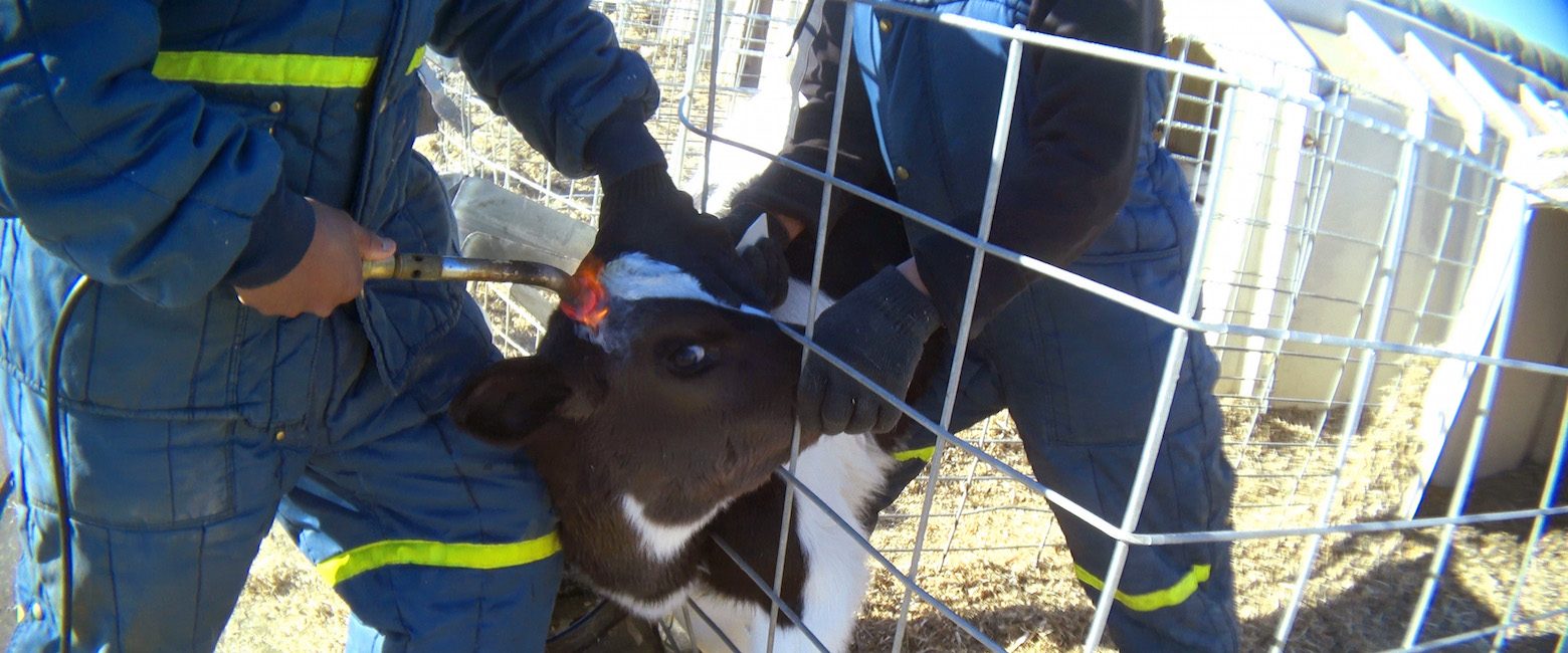 Crueldad en granja de terneros
