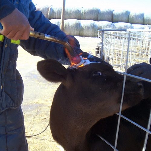 Los hallazgos revelaron el sufrimiento prolongado de docenas de terneros, cuyas edades van desde uno hasta 150 días de edad, congelándose hasta la muerte. logo Animal Equality