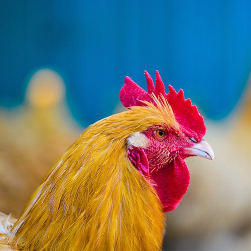 logo Animal Equality