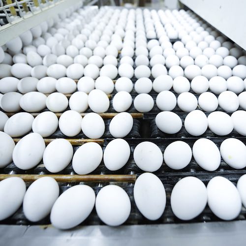 Producción de huevos