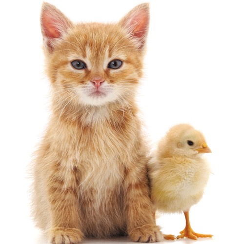 Gato y pollo